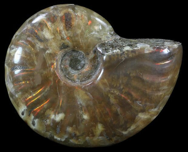 Flashy Red Iridescent Ammonite - Wide #52357
